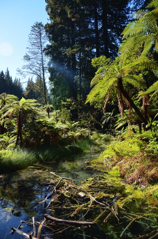 2017-03 New Zealand/Red Woods/DSC_0148.JPG